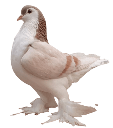 Featured pet